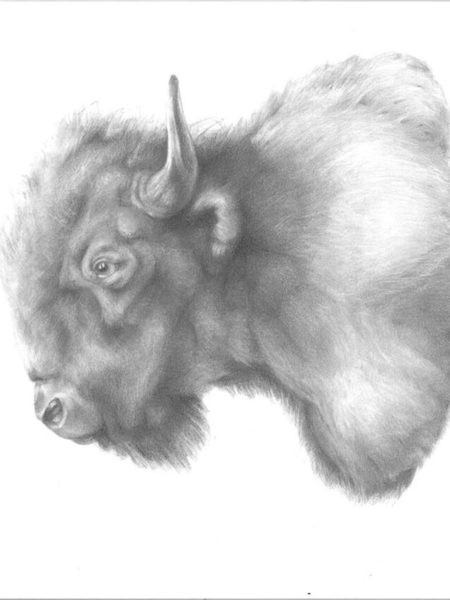 black and white drawing of buffalo 